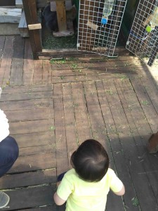 うさぎやヤギもいて、触れ合うことも。照れ屋で小屋からなかなか出てこないけど。