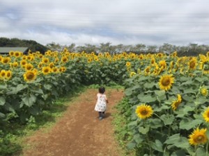成田ゆめ牧場ひまわり迷路