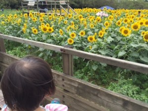 季節によって何がみれるかはお楽しみ