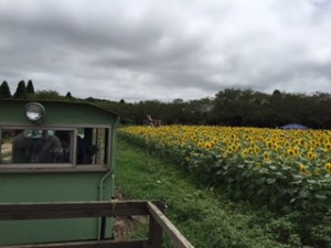まきばを一周するトロッコ列車