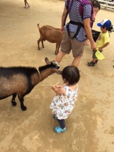 ヤギやヒツジのエリアも出入り自由