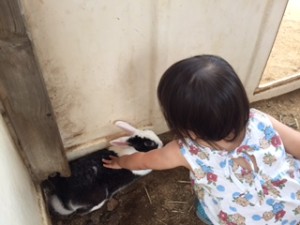 時間限定、うさぎエリアで触り放題。入園したらうさぎに触れる時間をチェック。