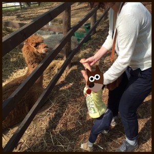 間近でアルパカを見ることができるし、