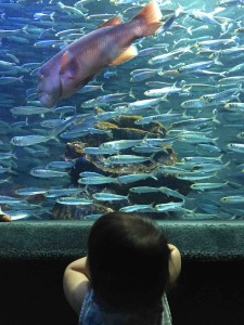 通常のイワシの水槽