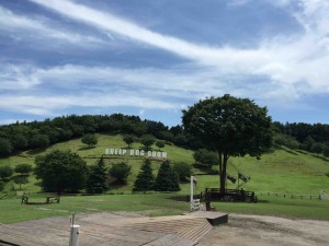 この広大な敷地で繰り広げられるショーは圧巻