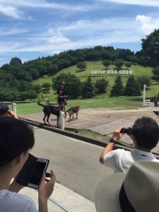 本場ニュージーランド仕込み。たくさんの羊たちをあっという間にまとめたり、檻の中に入れたり、一見の価値あり！