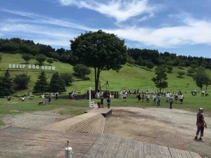 なんと終わったらそのまま羊たちと触れ合える！