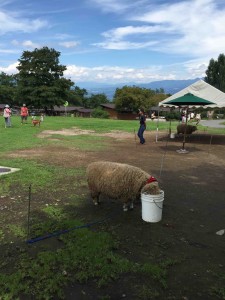 羊やヤギもいて、彼らのお散歩もできます。こちらは終日OK。
