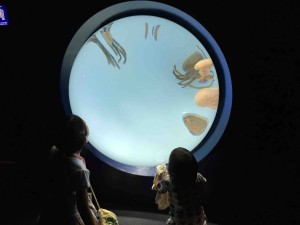 幻想的なクラゲエリアは、いつものままです