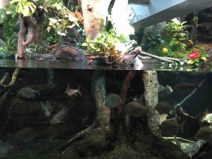 アマゾン川の展示では「隠しカボチャ」があちこちに仕込まれていたり（この写真では右上のあたり）