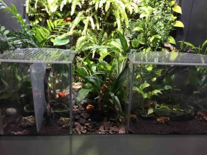 カエルがカボチャにまみれていたり（笑）