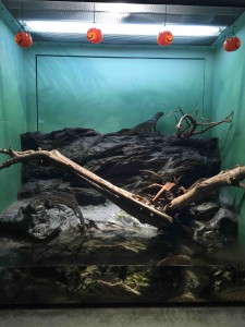 トカゲはもう少し考えてあげてもよかったんじゃないかしら（苦笑）