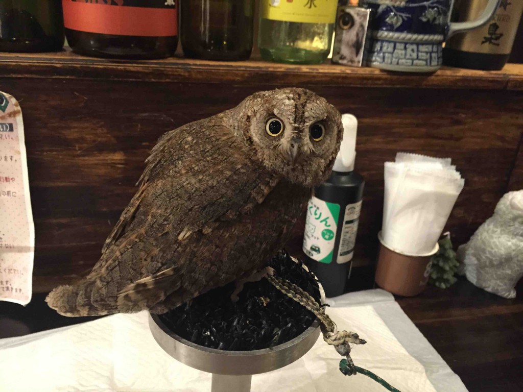 ヨーロッパコノハズクの「ポップ」ちゃん。岩下志麻似だそうです（笑）。似てる？