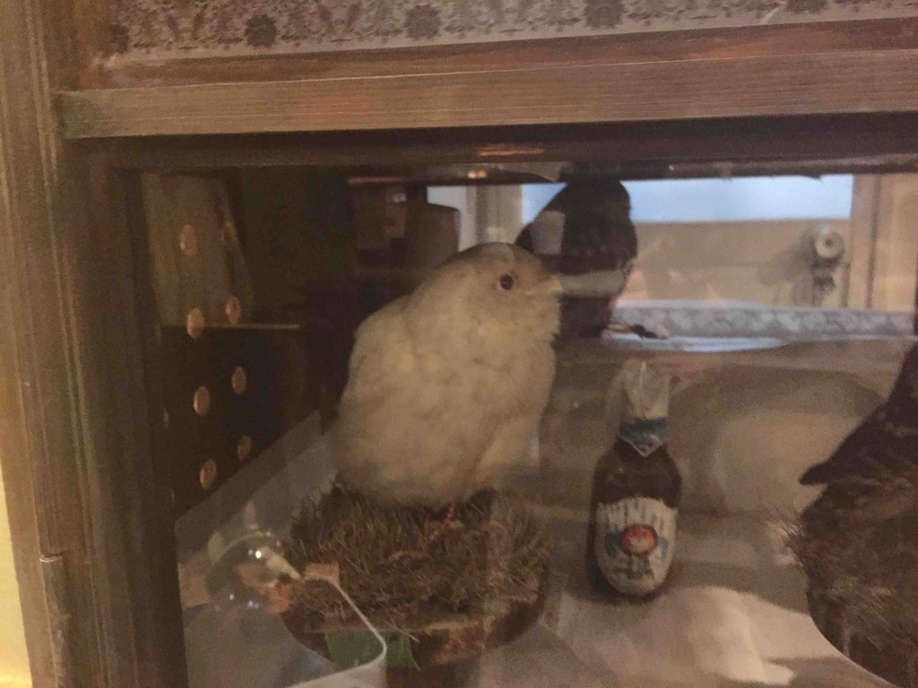 アルビノのコキンメフクロウ「ヨンシー」ちゃん