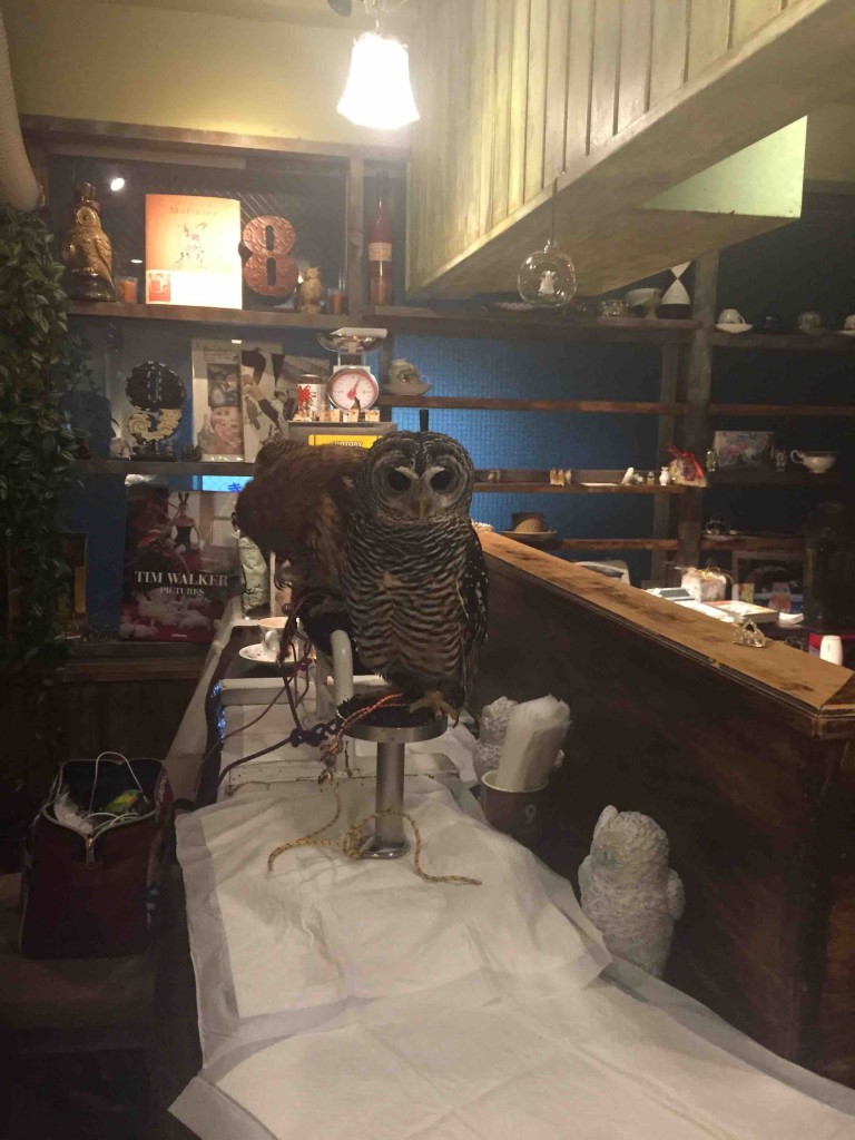 机の上にはシートを敷いて、止まり木も。