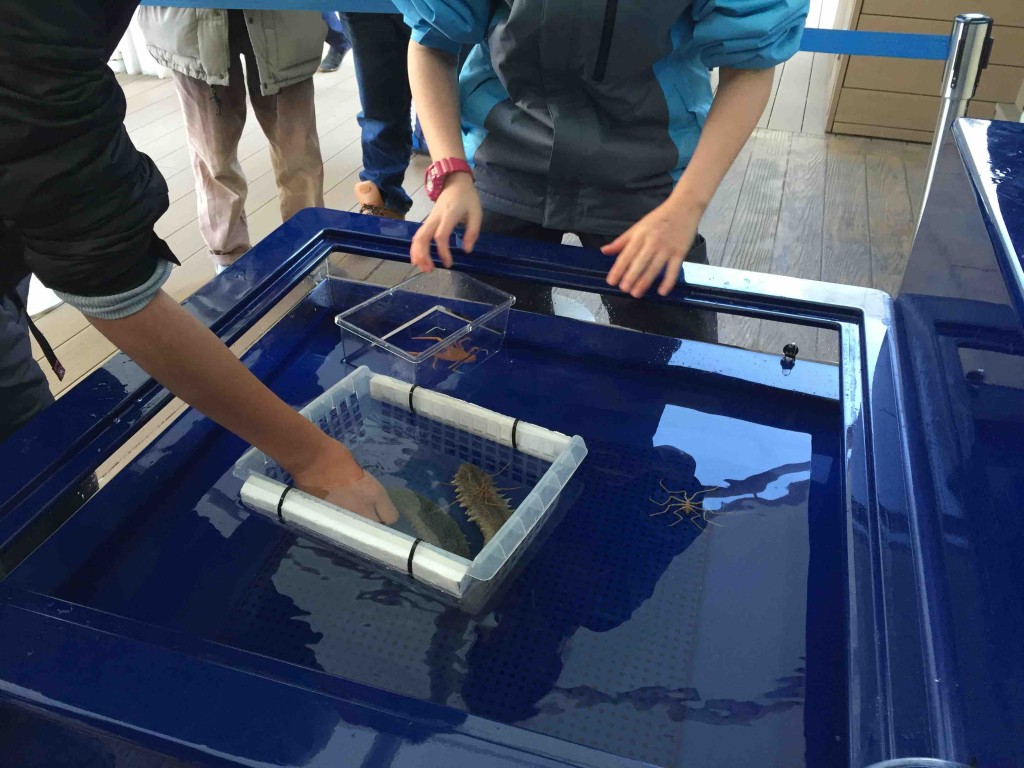 大人や少し大きめの子はこんな感じでタッチ