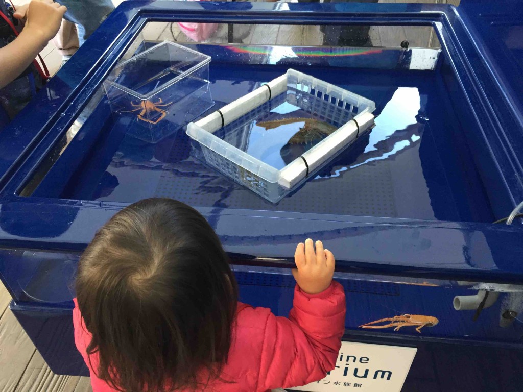 深海生物ゾクゾクタッチ