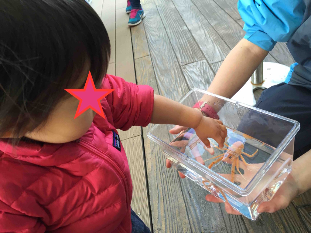 ちびっこには小さい水槽に入れて触りやすくしてくれる優しい配慮