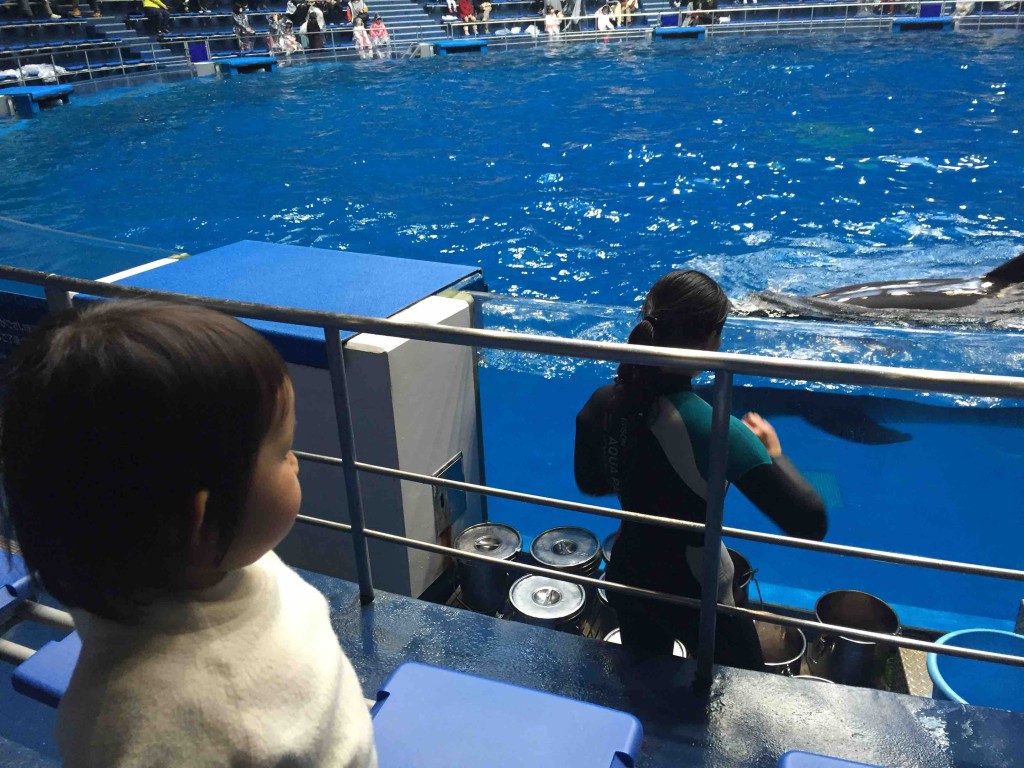 ショーが始まるまでの待ち時間も、イルカたちのウォーミングアップを見ることができるので、意外に大丈夫。