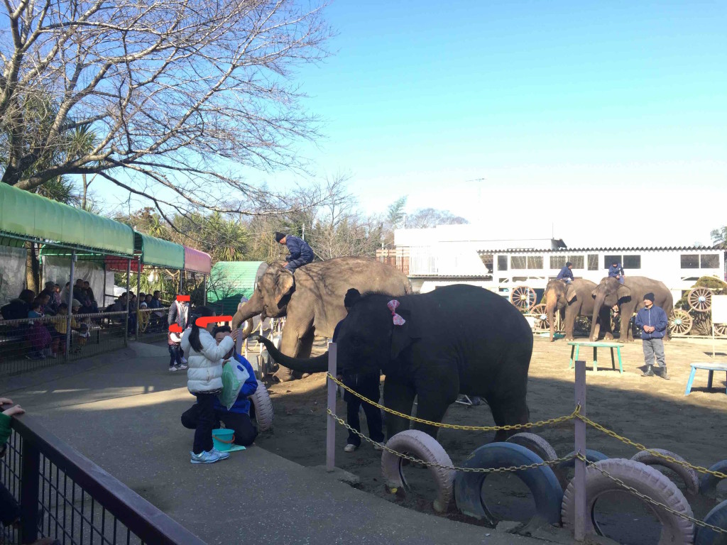 ぞうさんのお買い物