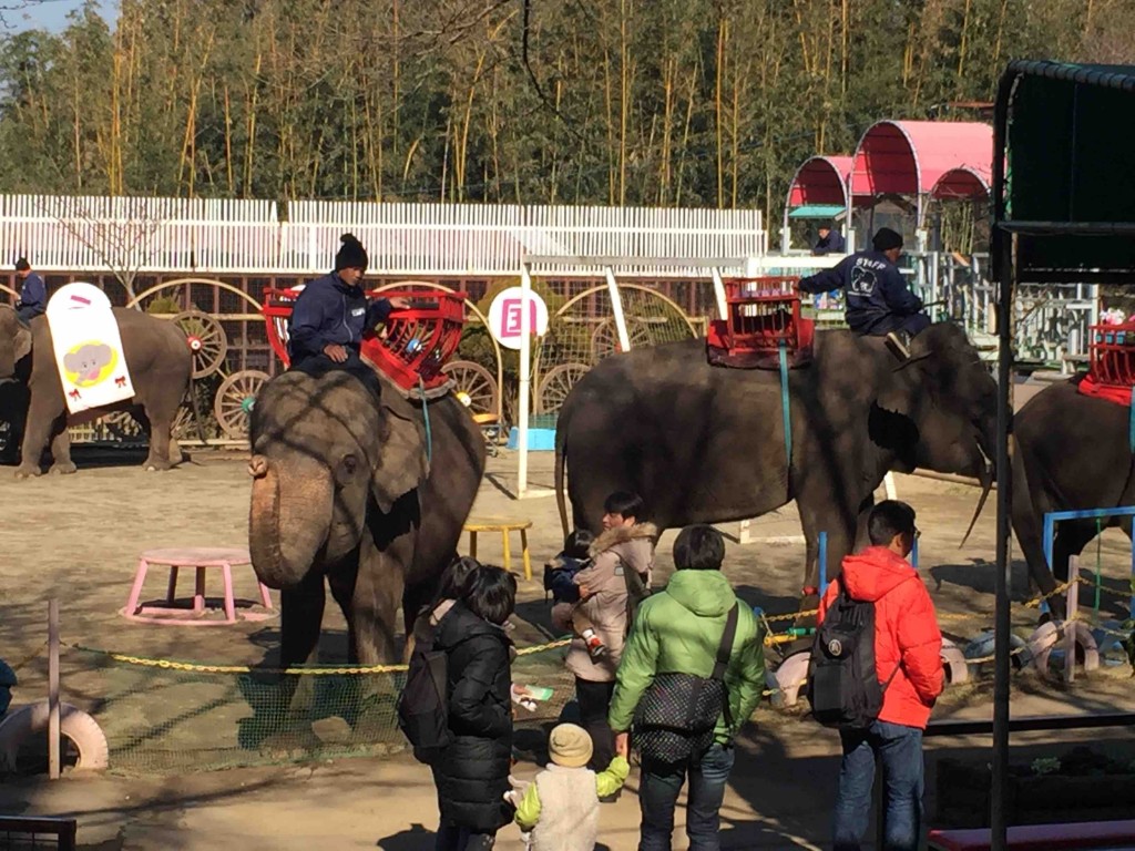 ゾウさんライド2500円