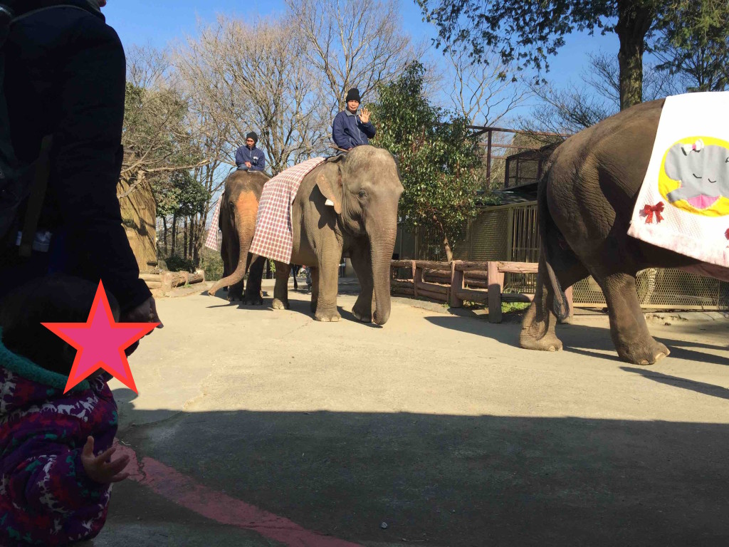 ゾウたちは山の上から、ショーのスペースまで降りてくるので、その道中も間近でみることができます