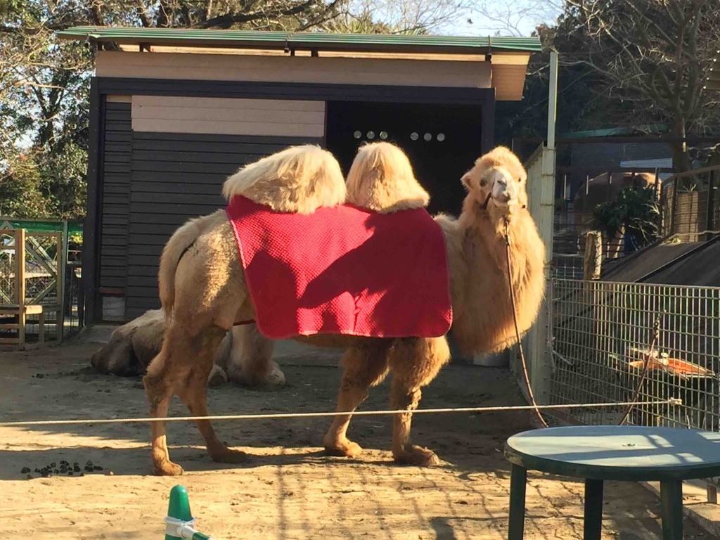 ラクダも２頭。ちょっとびっくりするくらい大きい！！