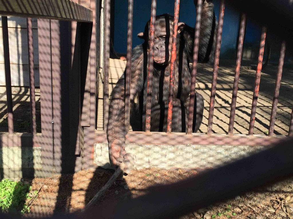 ゴメスさんことスマイルくんも健在！