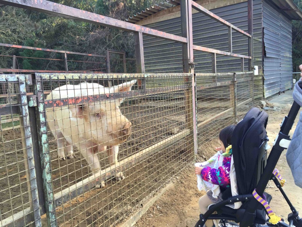 ブタもこんなに大きかったっけ！？と思うくらい、大きい。