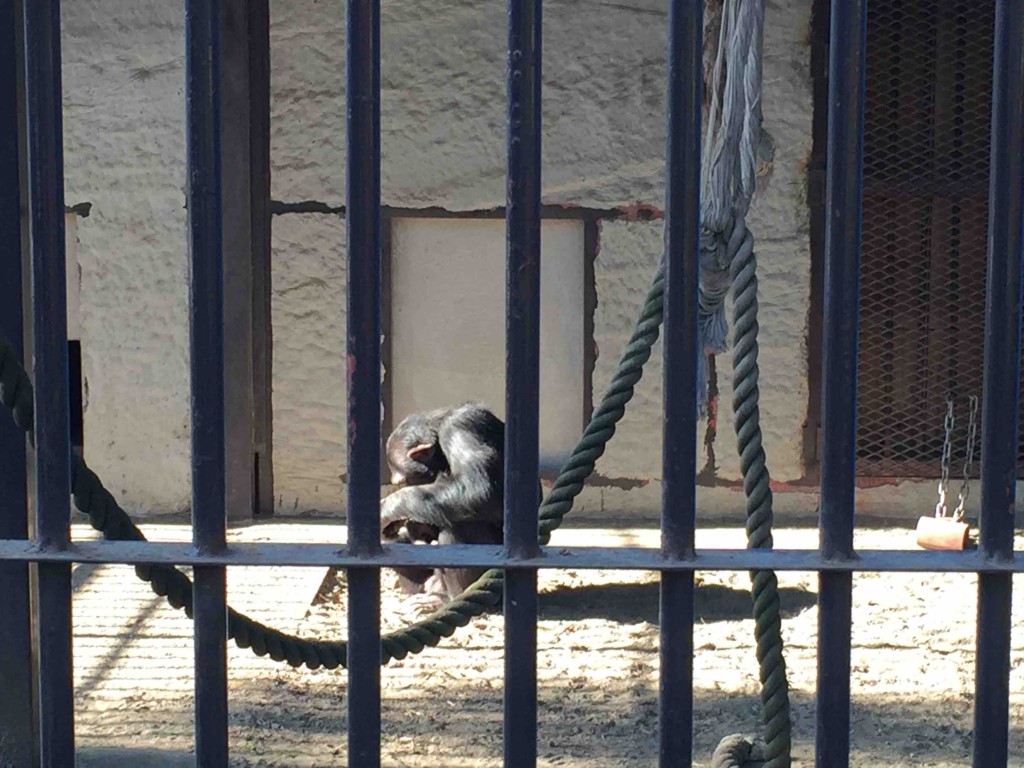 千葉市原ぞうの国