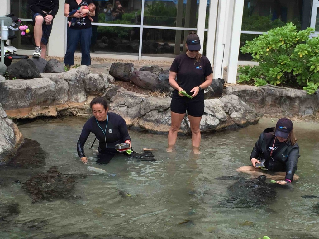 餌付けも目の前で見ることができます