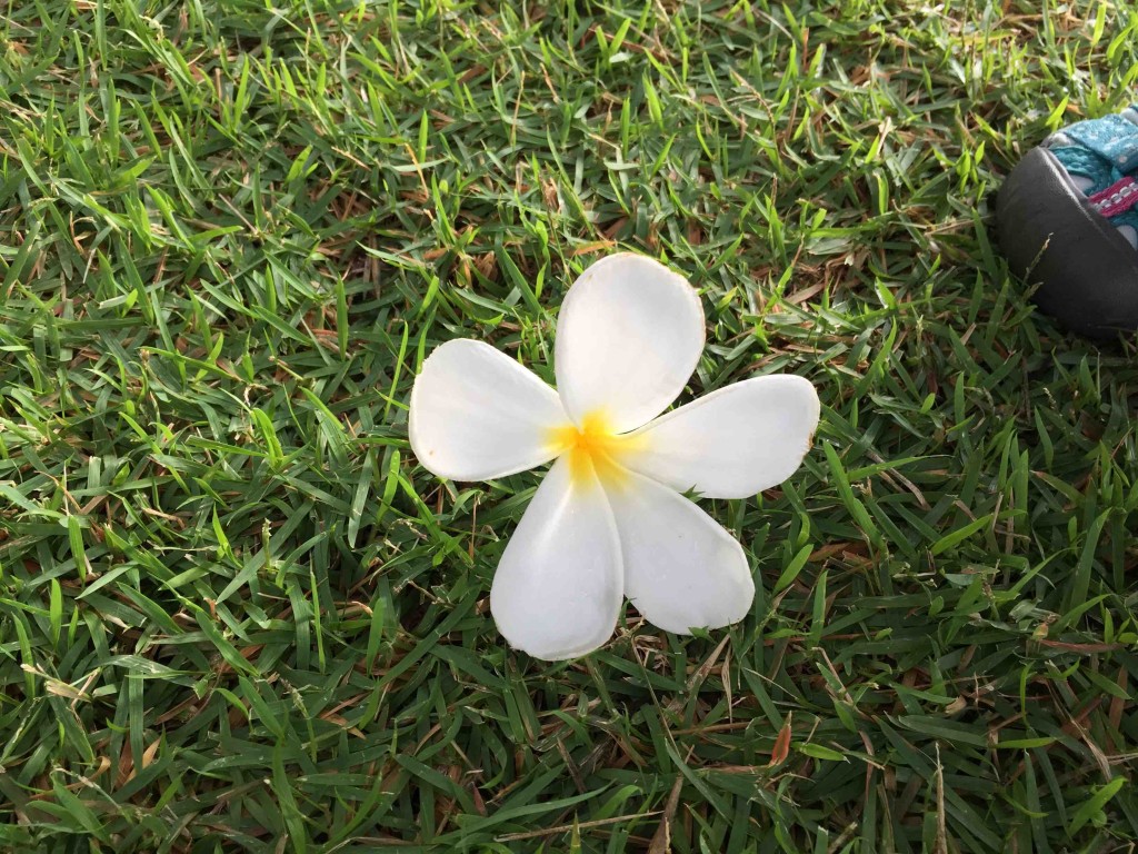 ふと足元を見れば、店名にもなっている「プルメリア」の花が落ちてるし☆