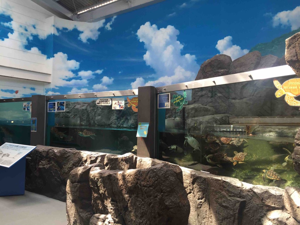 そして生き物はみごとにカメだらけ（笑）。看板に偽りなし。こちらは子ガメ水槽。かわいい。