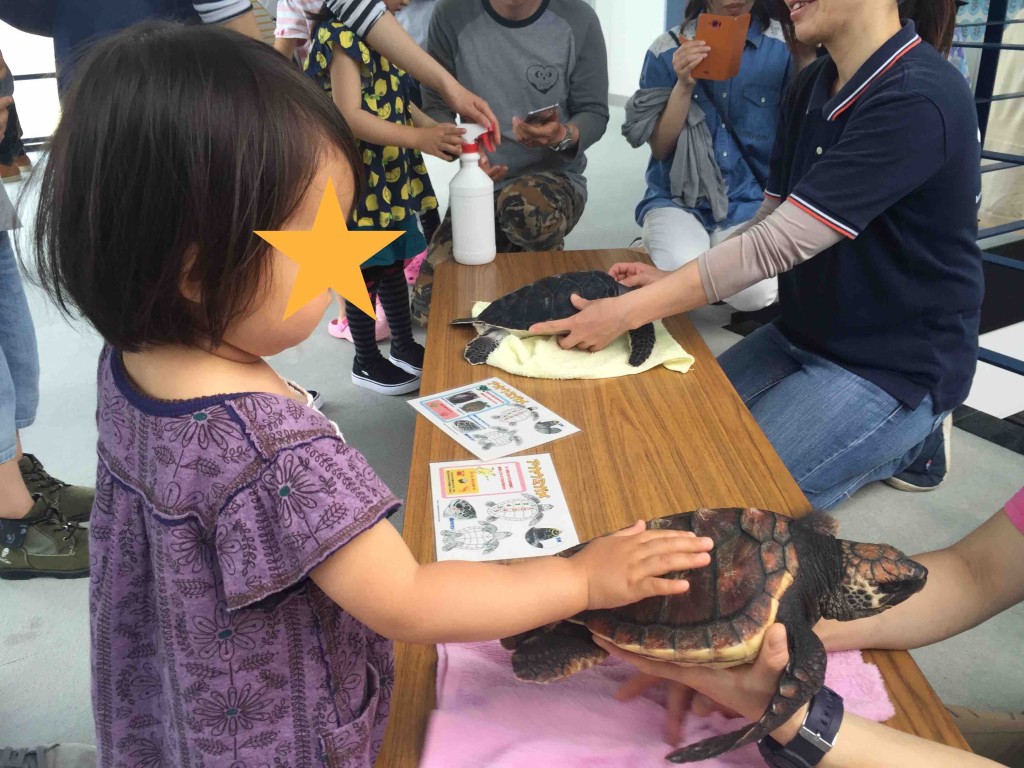 私たちはウミガメの赤ちゃんに触ることができました。アカウミガメ＆アオウミガメにタッチ。ちなみに、大浜海岸にやってくるのはアカウミガメのみ。