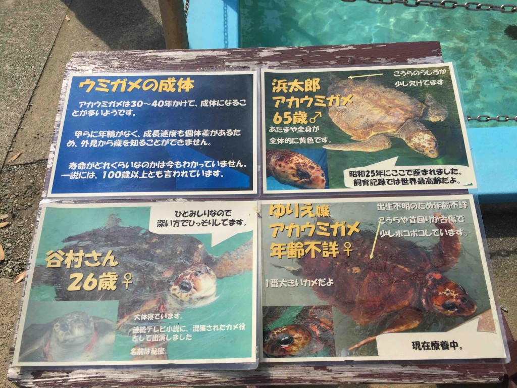 浜太郎はなんと昭和２５年生まれ。団塊世代のアカウミガメで世界最高齢だそう。