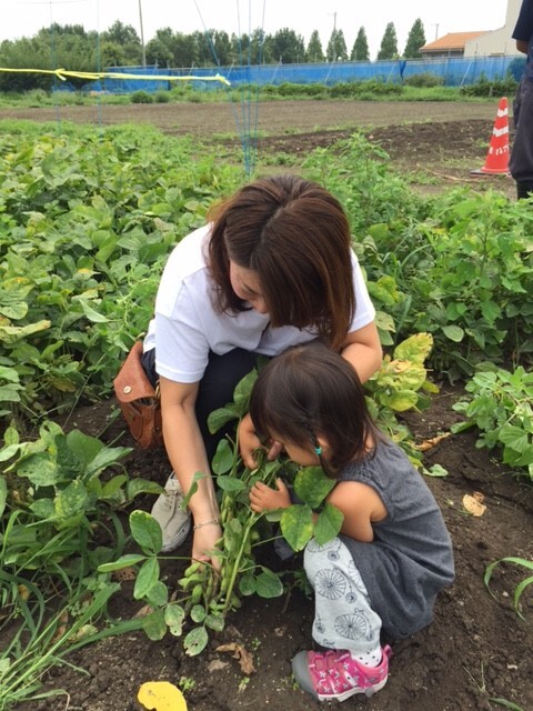 うちの娘は枝豆が大好きなので、「茶豆」収穫に挑戦！２歳児にはちょっと難しいので、一緒に作業。