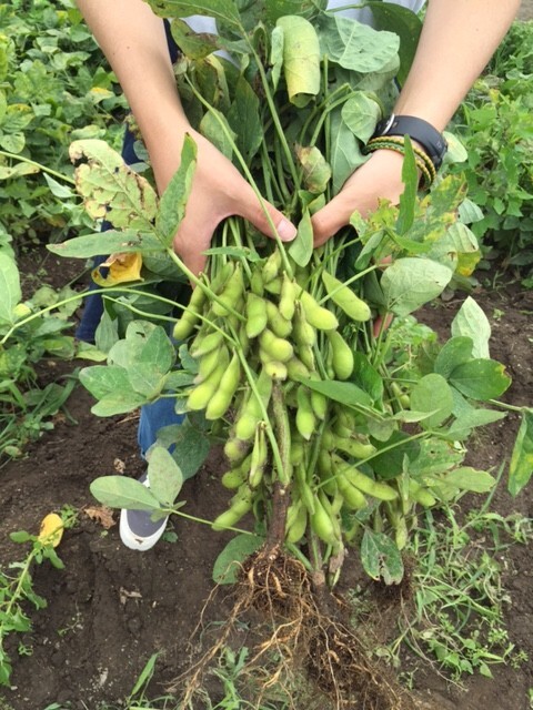 一株なんと６０円！２株でスーパーで売っている５００円分くらいの量。