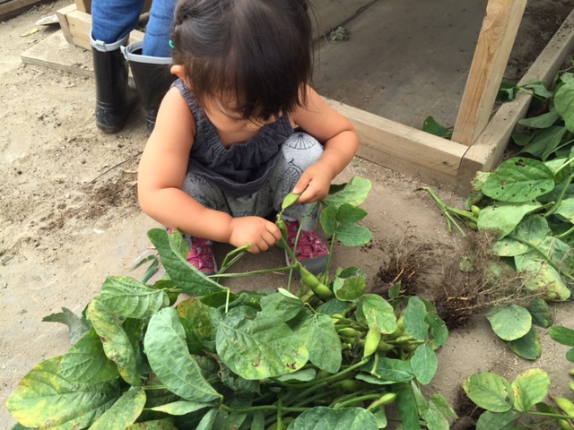 収穫後は、受付に戻って、土を落として、葉っぱも落として、実だけをより分ける作業。これは２歳児にはぴったり。