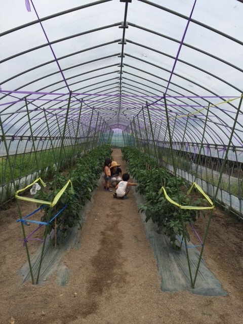 他にも、季節によって様々な野菜が収穫可能。トマト1kg４００円、なす３本１００円とどれも格安。