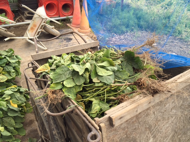 取った葉っぱは、肥料としてまた畑に戻っていきます。エコ。