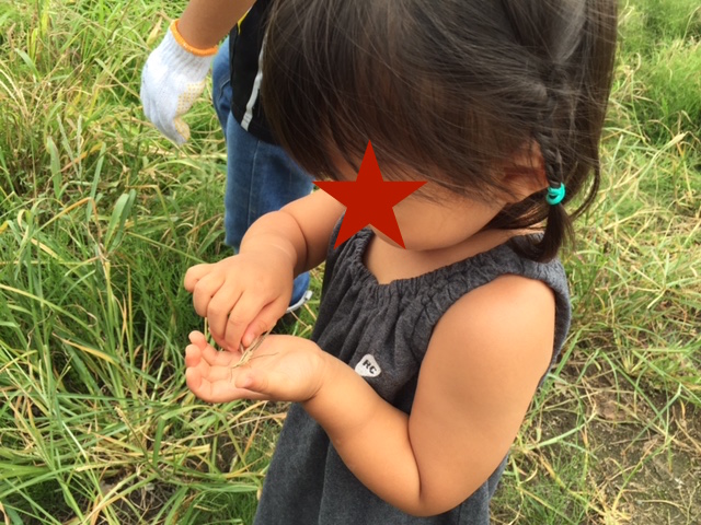 バッタやカエルはいたるところに。むしろ野菜収穫よりも虫取りに夢中。