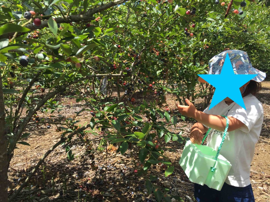パクパク食べながら収穫。