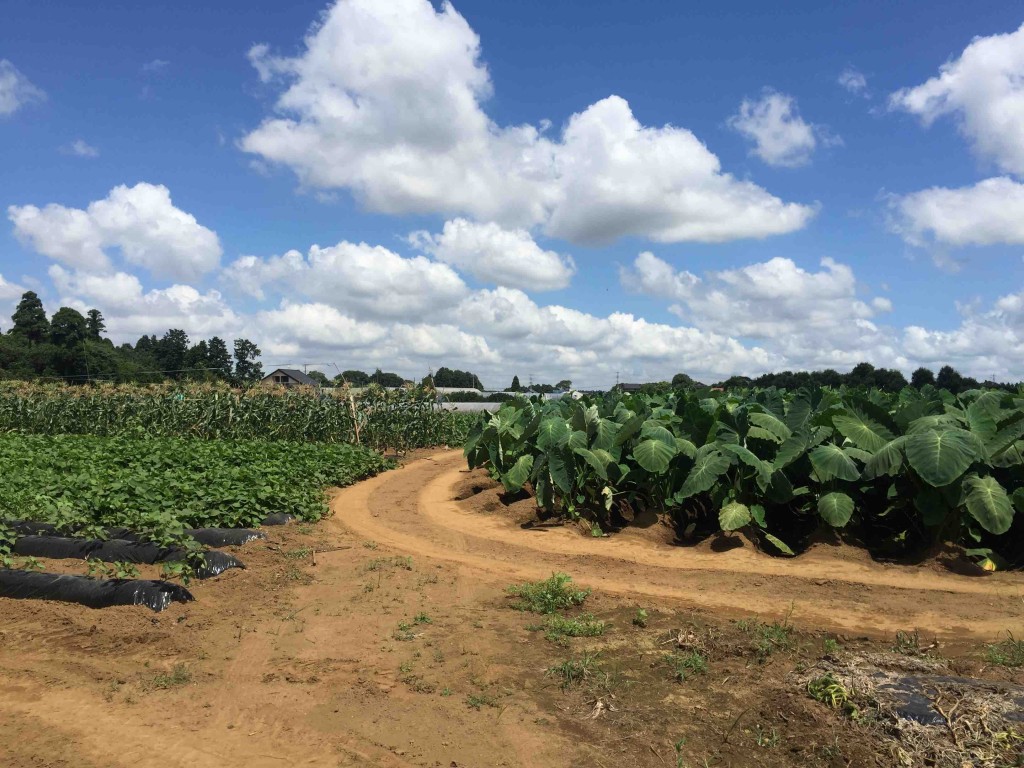 デーンと広い農園は圧巻