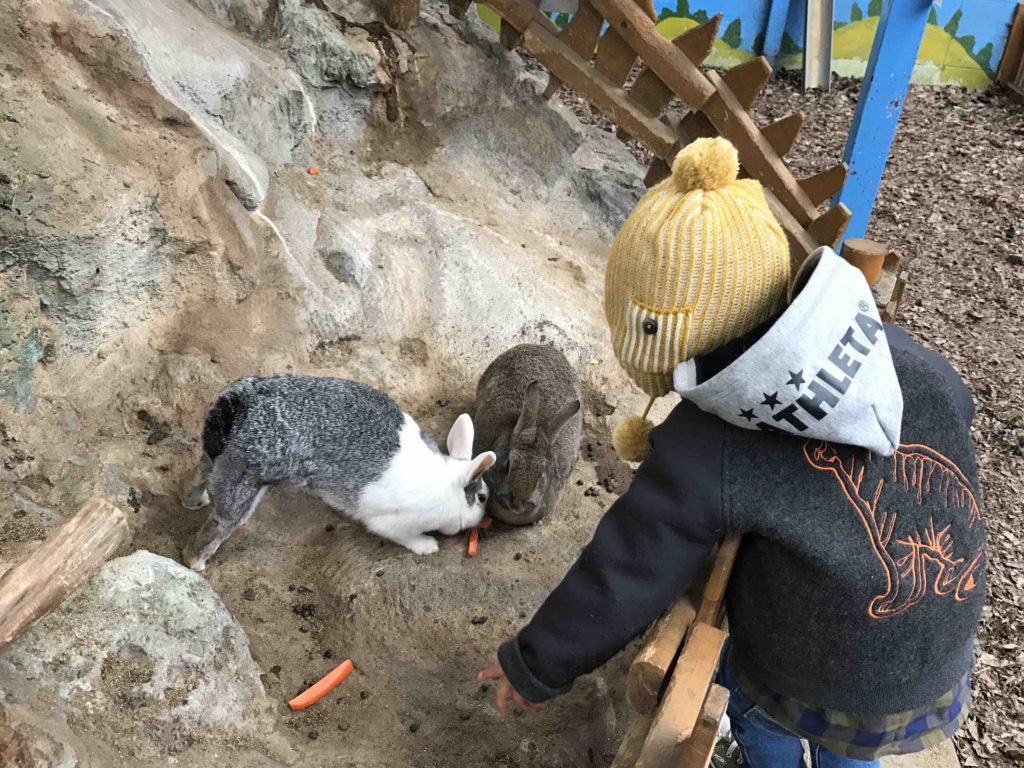 柵の中には入れませんが、ここのうさぎを触るのはOK。