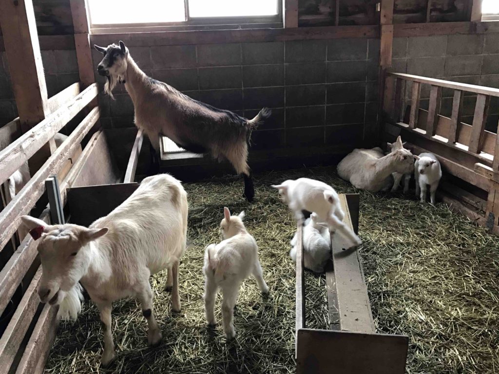 台の上を歩いていても、うまくバランスが取れずに落下。とにかくあっちもこっちも赤ちゃんだらけで、目が離せない！